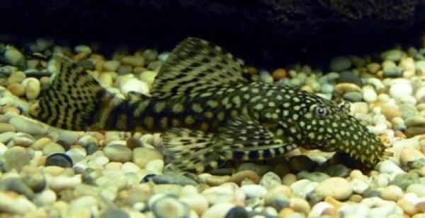 Putzerfisch